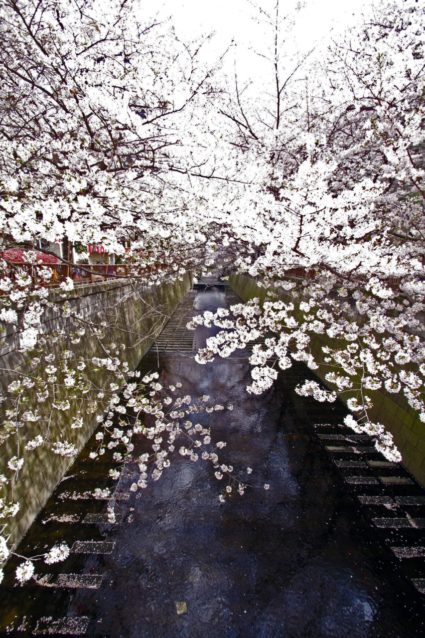 目黒川にて 桜 サクラ 散策 お花見 中目黒 祐天寺 東京 の旅行記 ブログ By Juntinoさん フォートラベル 目黒川にて 桜 サクラ 散策 お花見 中目黒 祐天寺 東京 の旅行記 ブログ By Juntinoさん フォートラベル