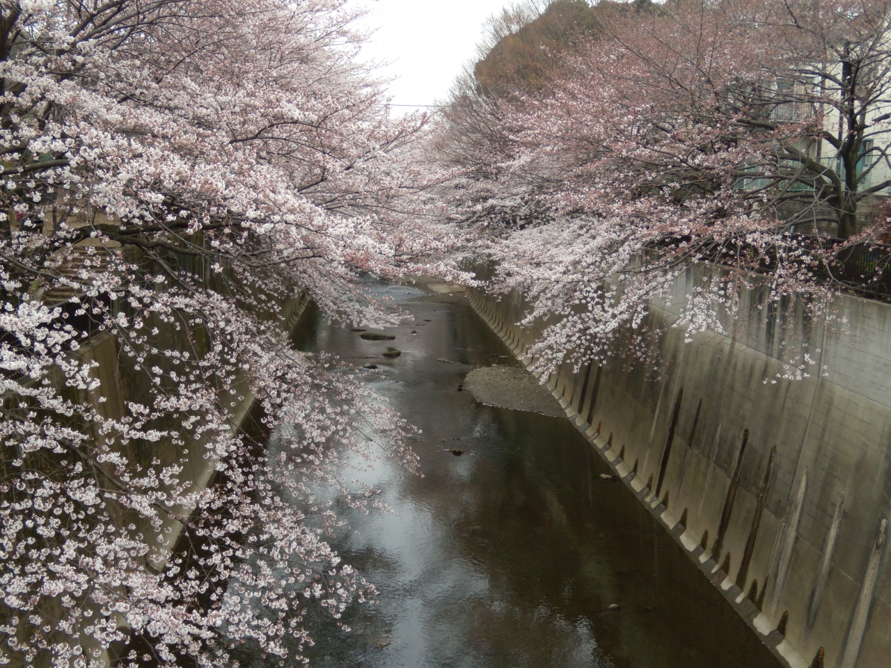 王子駅から石神井公園までの石神井川沿いの桜ウォーク 練馬 東京 の旅行記 ブログ By Jun1さん フォートラベル