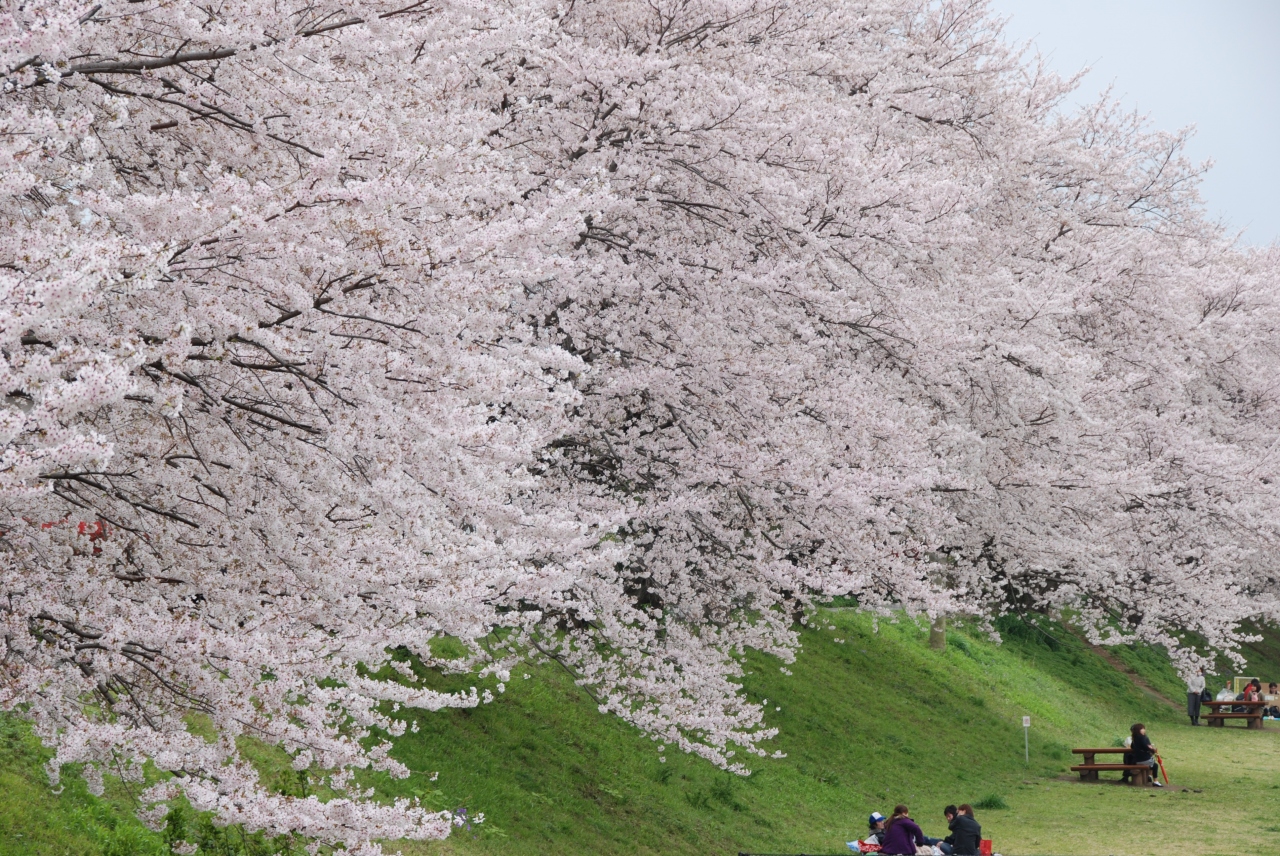 相模三川公園で花見 10 海老名 座間 綾瀬 神奈川県 の旅行記 ブログ By じゃが さん フォートラベル