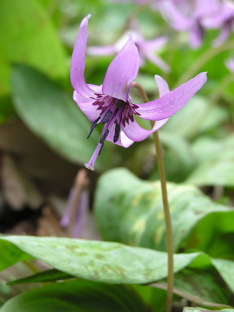 カタクリの花 みかも山公園 かたくりの里 佐野 栃木県 の旅行記 ブログ By 博雅さん フォートラベル