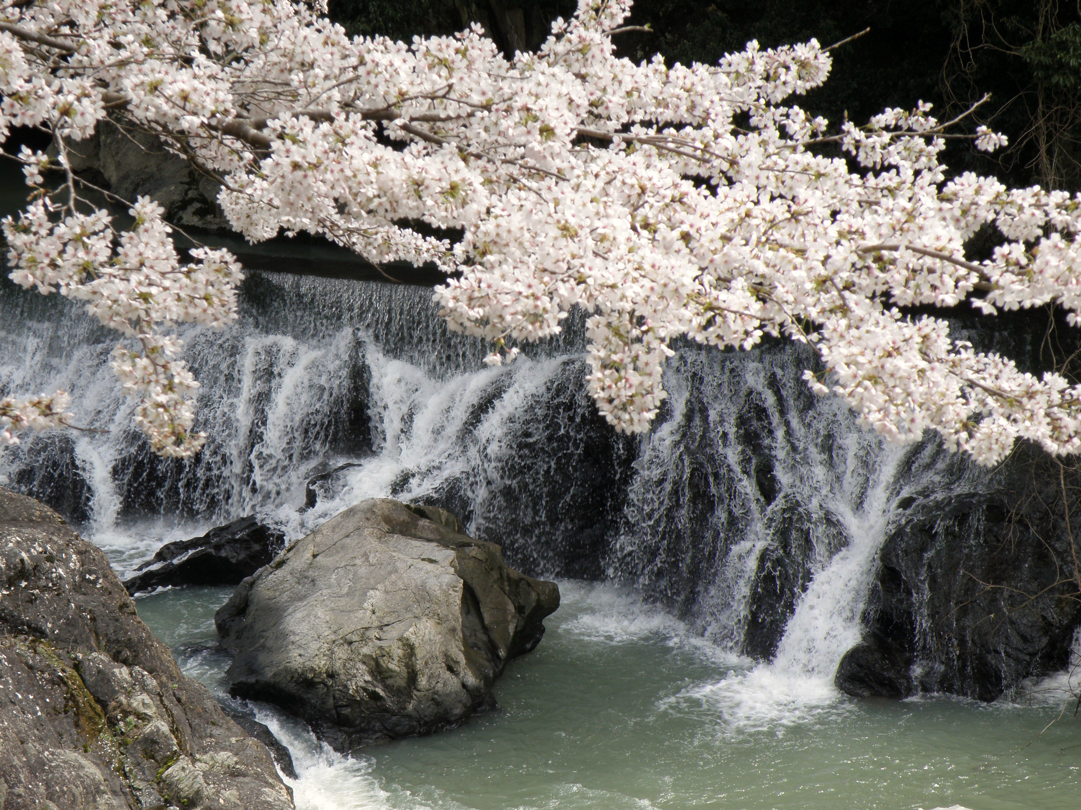 川代公園の桜と2万本の水仙が咲き誇る長澤家