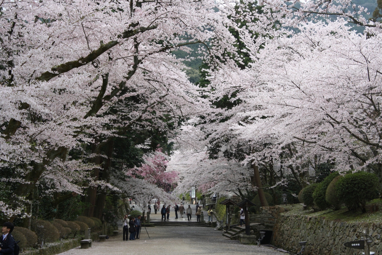 大津 桜を眺めに 三井寺 大津 滋賀県 の旅行記 ブログ By かりんさん フォートラベル 大津 桜を眺めに 三井寺 大津 滋賀県 の旅行記 ブログ By かりんさん フォートラベル