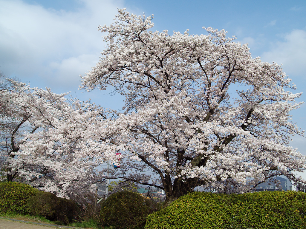 桜 菜の花 佐野 城山公園 秋山川 佐野 栃木県 の旅行記 ブログ By 博雅さん フォートラベル