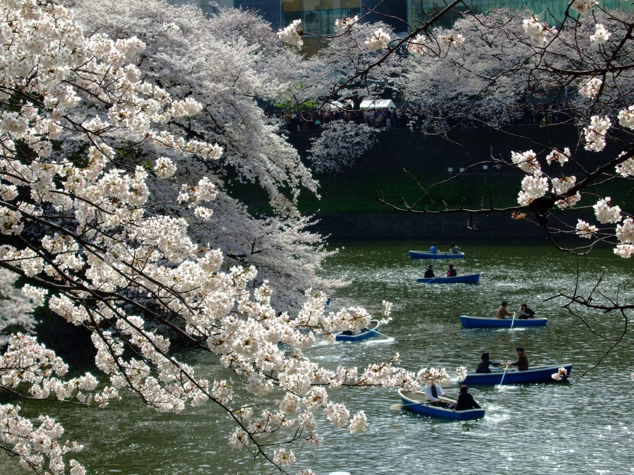 桜が繋ぐ春の記憶 ２０１０さくら色の午後 千鳥ヶ淵 靖国神社 外濠公園 神田 神保町 東京 の旅行記 ブログ By がりさん フォートラベル