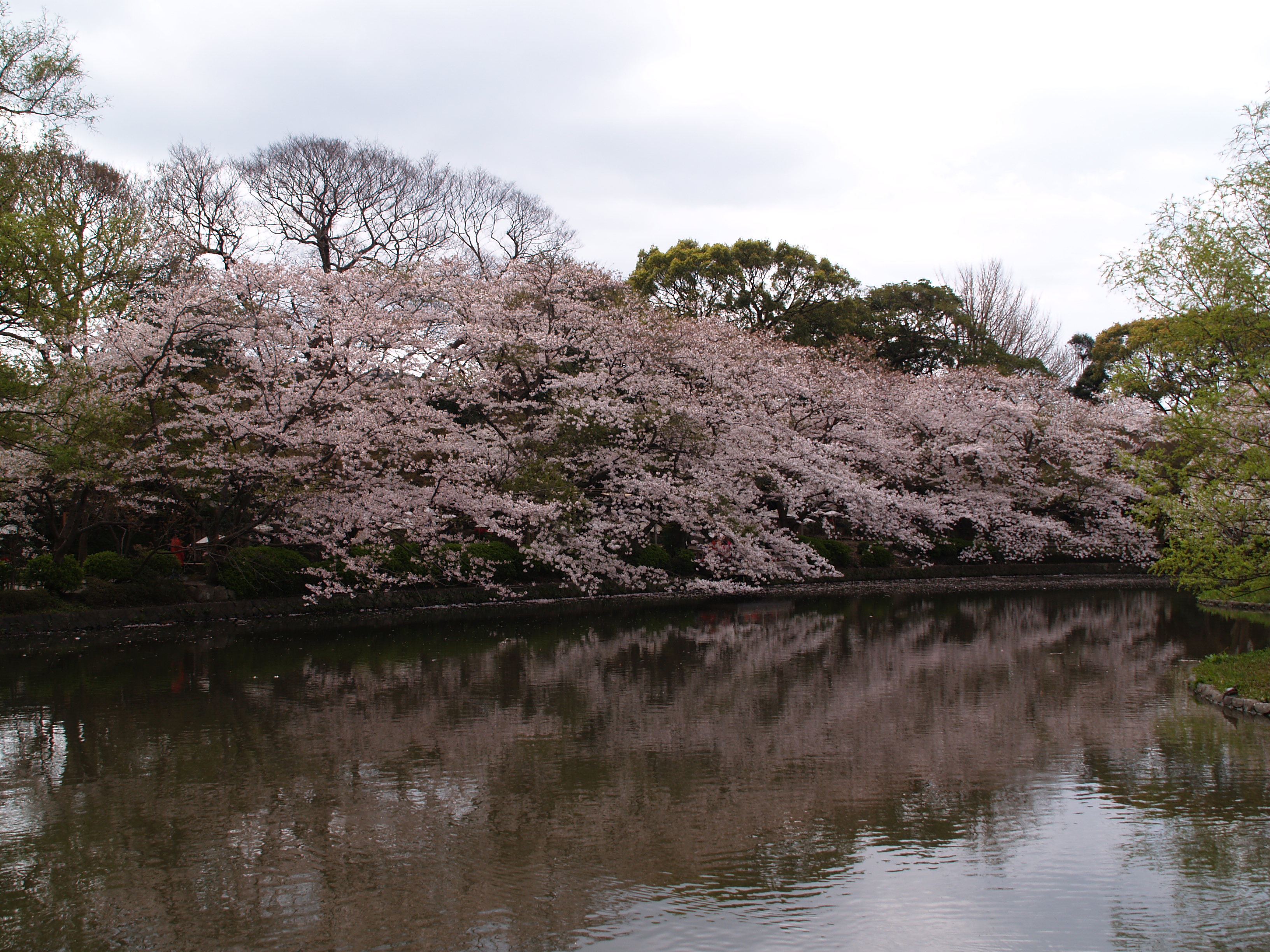 鎌倉鶴岡八幡宮の桜 鎌倉 神奈川県 の旅行記 ブログ By ドクターキムルさん フォートラベル