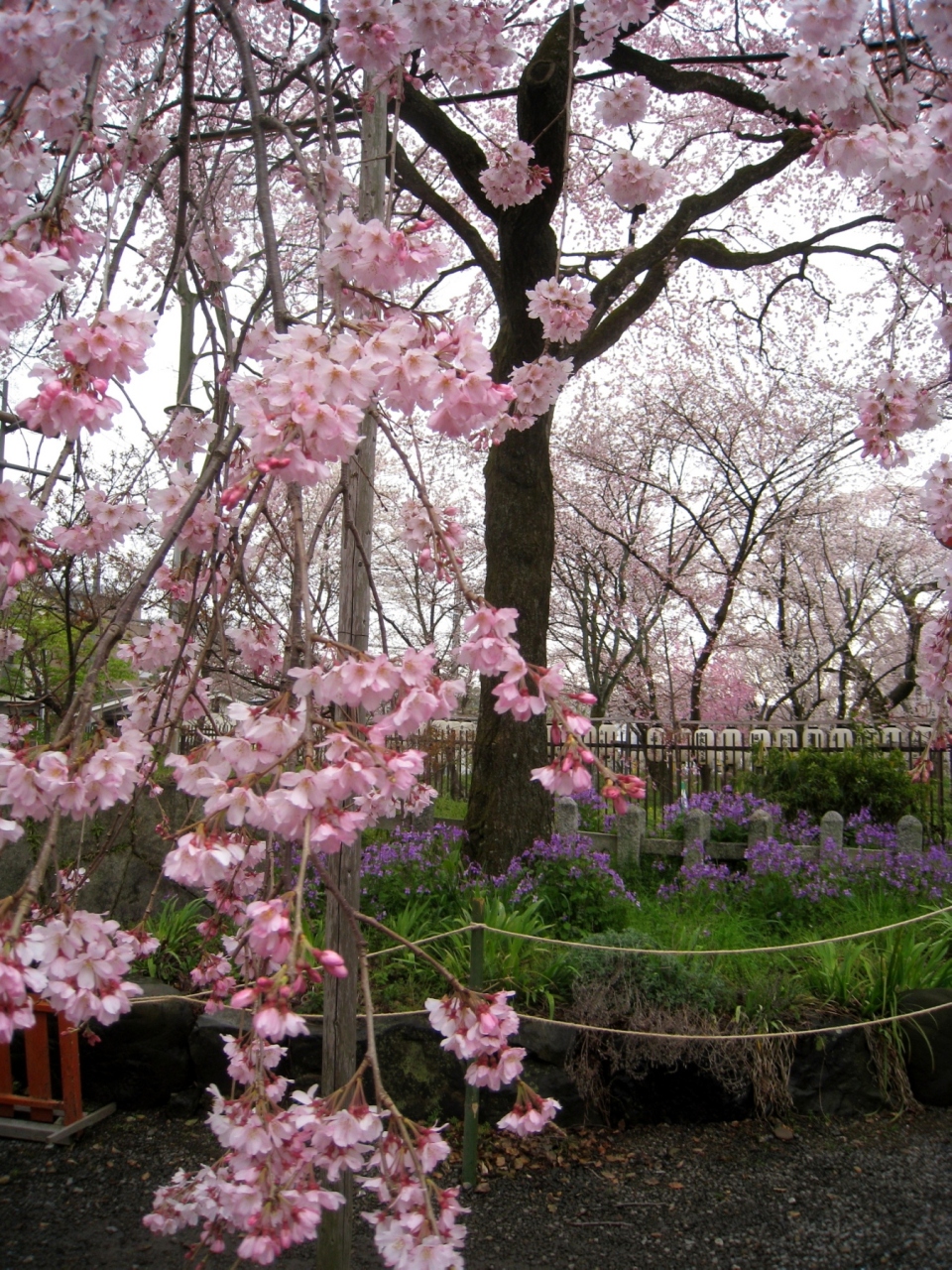 ２０１０年京都 奈良桜巡り 北野天満宮 平野神社 今出川 北大路 北野 京都 の旅行記 ブログ By ミモザさん フォートラベル