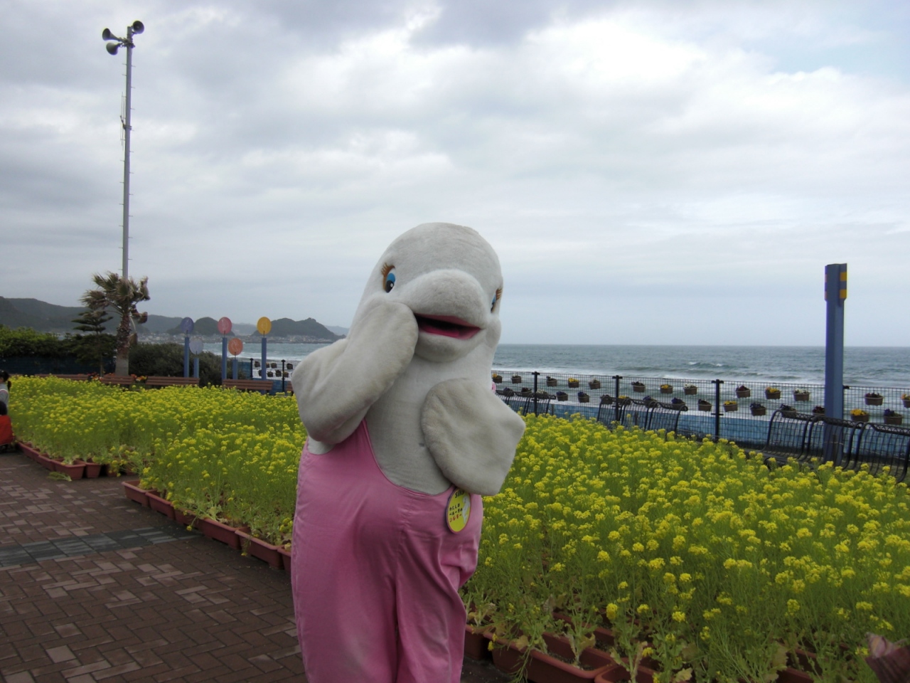 春休み安房鴨川の旅 2日目 鴨川シーワールド 鴨川 千葉県 の旅行記 ブログ By Donaさん フォートラベル