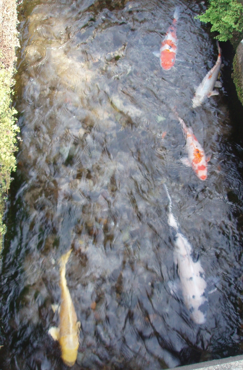 水の都 島原 島原 長崎県 の旅行記 ブログ By Etretatさん フォートラベル 水の都 島原 島原 長崎県 の旅行記 ブログ By Etretatさん フォートラベル