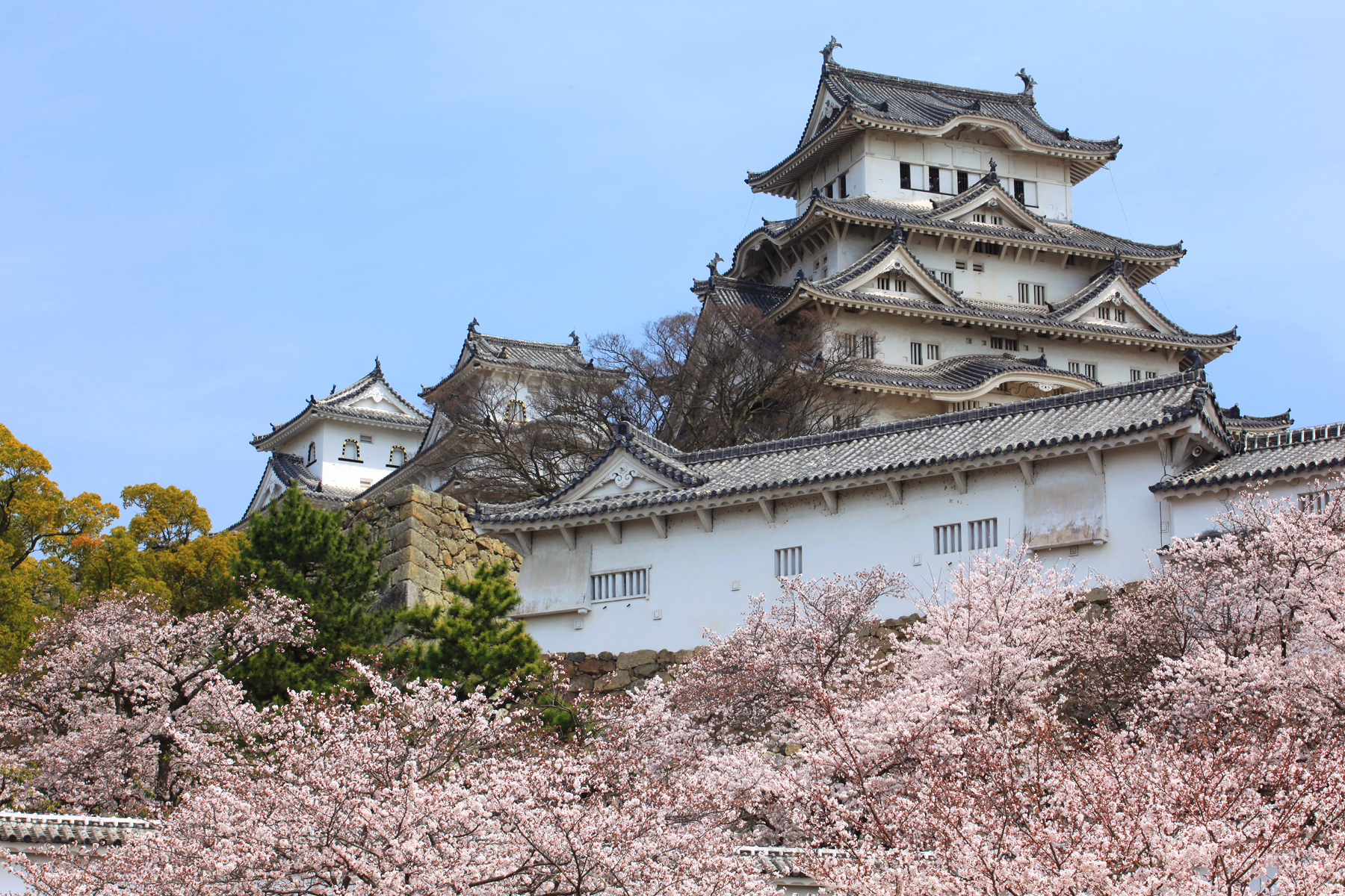 見納め 満開の桜を纏う白鷺城 ここは日本一の名城 姫路城 兵庫県姫路市 姫路 兵庫県 の旅行記 ブログ By Kuropisoさん フォートラベル