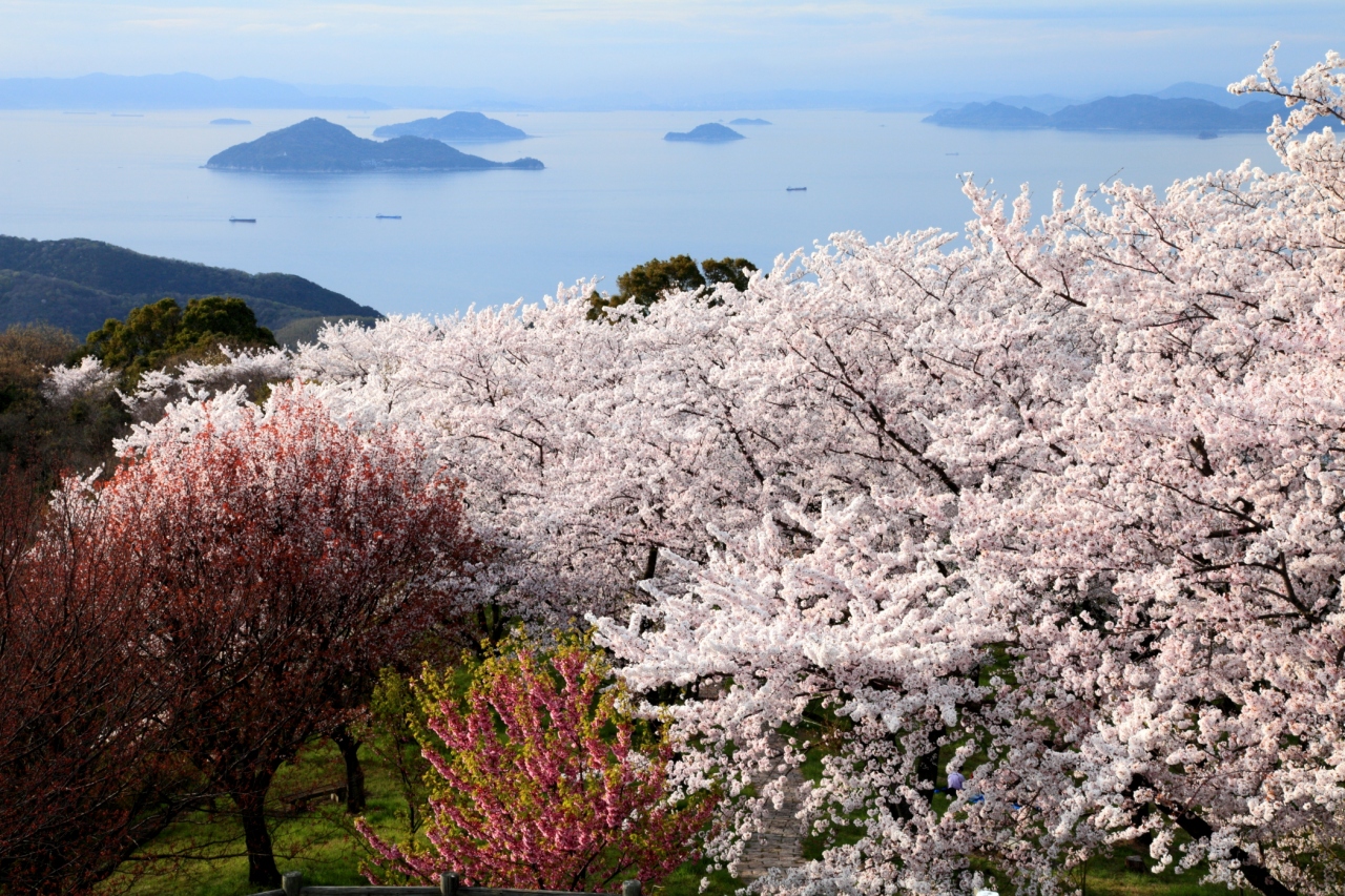 四国の桜風景５ 香川県 紫雲出山 香川県の旅行記 ブログ By はーちゃん 休止中さん フォートラベル
