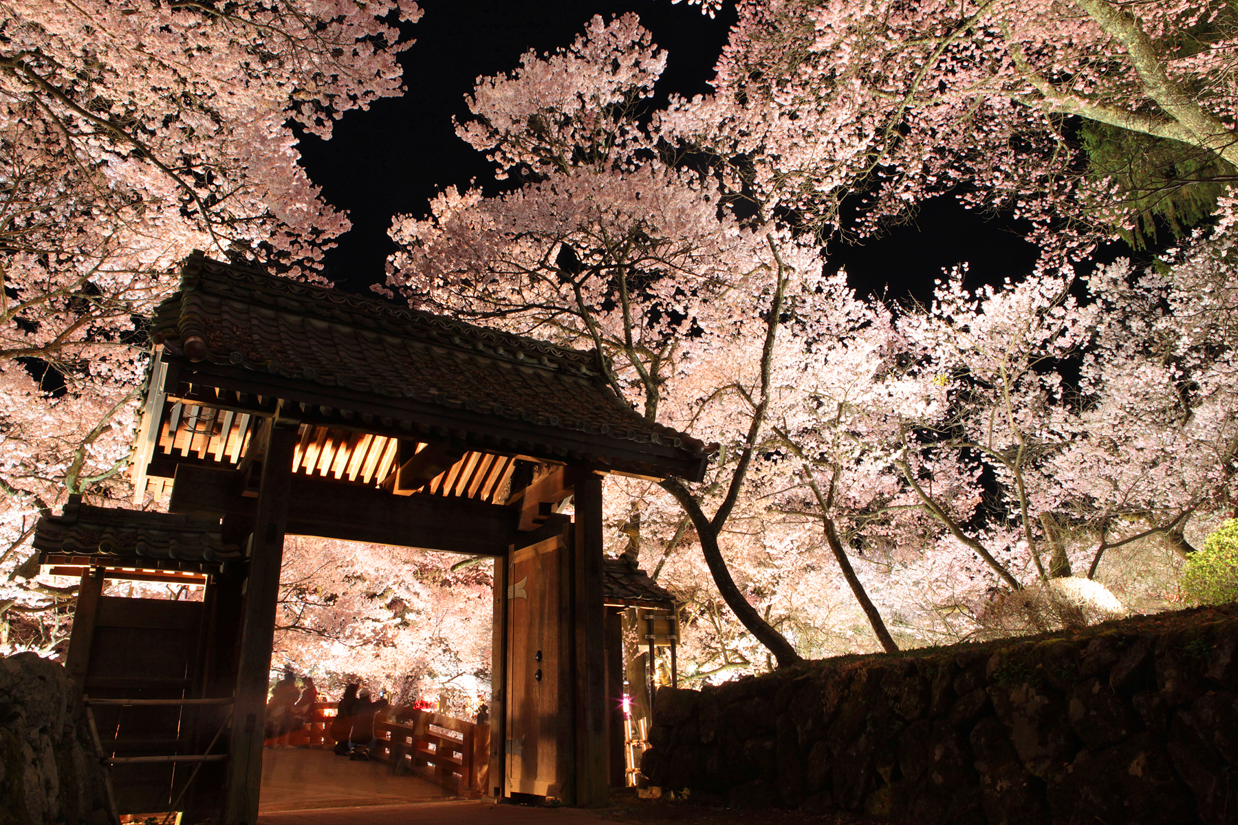 桜 桜 桜 天下一の桜 高遠城址公園のライトアップ 日本三大桜の名所そして桜の名所１００選 長野県伊那市高遠町 辰野 箕輪 高遠 長野県 の旅行記 ブログ By Kuropisoさん フォートラベル
