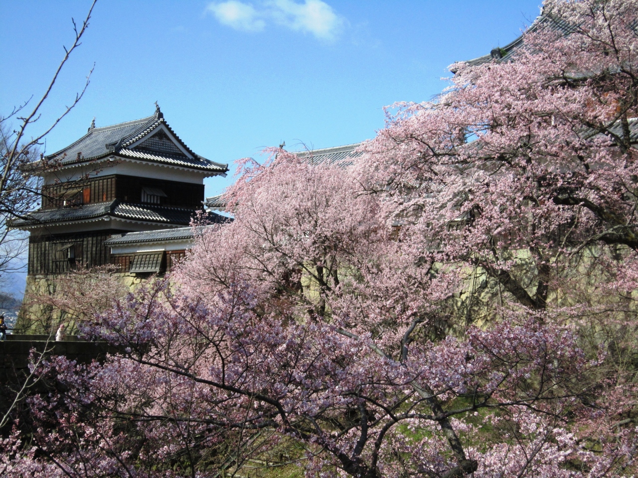 上田城跡公園の桜 上田 長野県 の旅行記 ブログ By Na1430さん フォートラベル