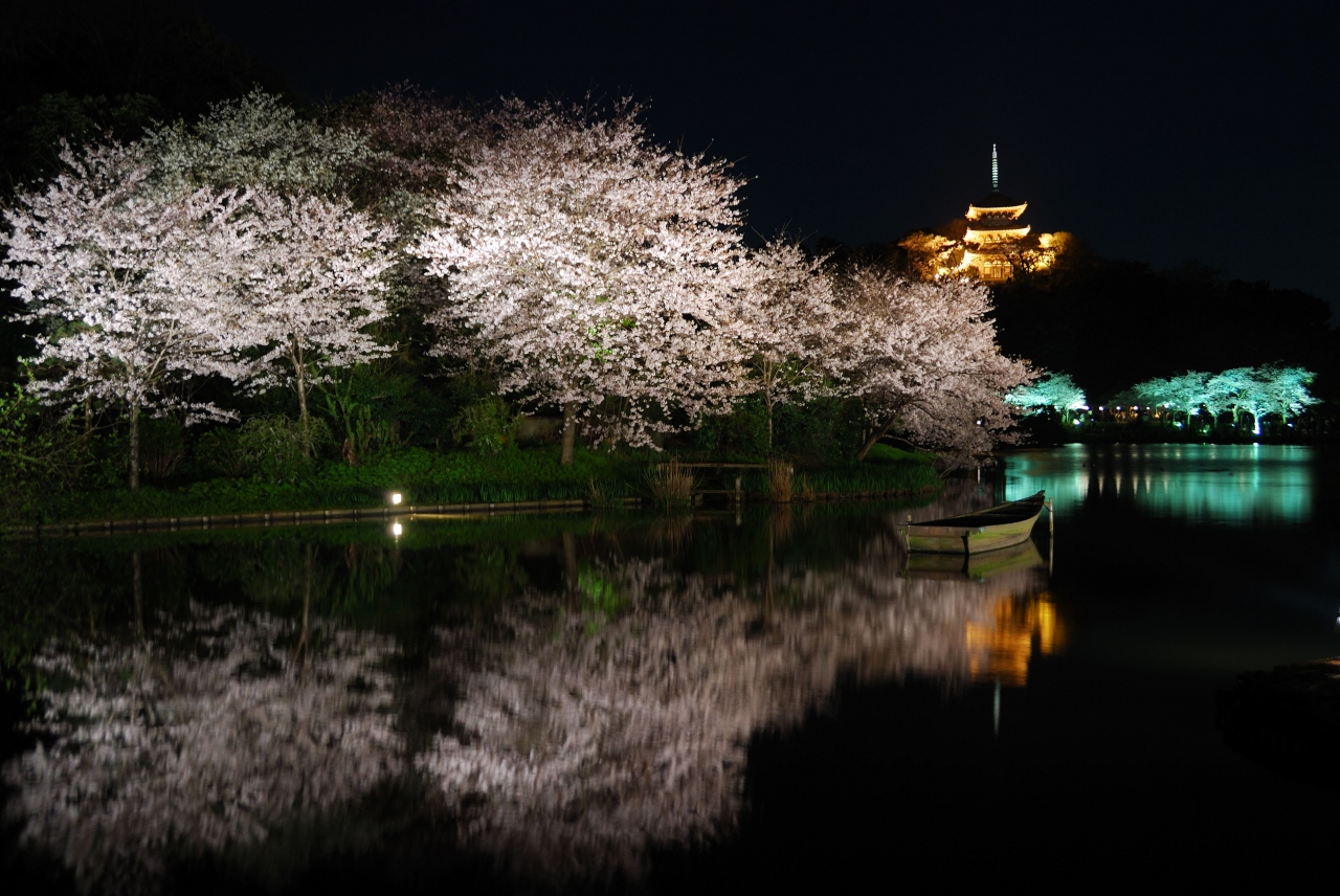 夜桜を見に 横浜 三渓園 本牧 根岸 磯子 神奈川県 の旅行記 ブログ By ショコラさん フォートラベル