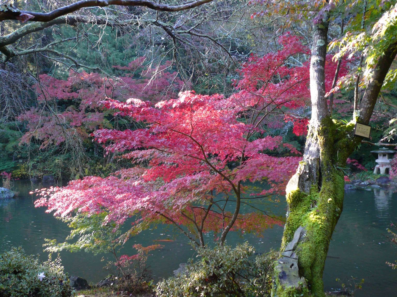 日帰りドライブ 紅葉編 成田山 成田 千葉県 の旅行記 ブログ By みふぃまるさん フォートラベル