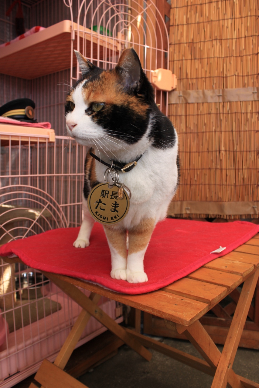 たま駅長に会ってきました 岩出 紀の川 和歌山県 の旅行記 ブログ By きよさん フォートラベル
