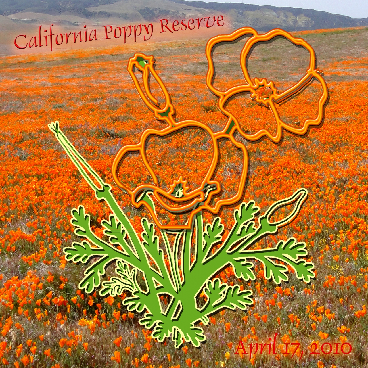 ２０１０ California Poppy Reserve カリフォルニア ポピー保留地 ランカスター カリフォルニア州 アメリカ の旅行記 ブログ By サボ１０さん フォートラベル