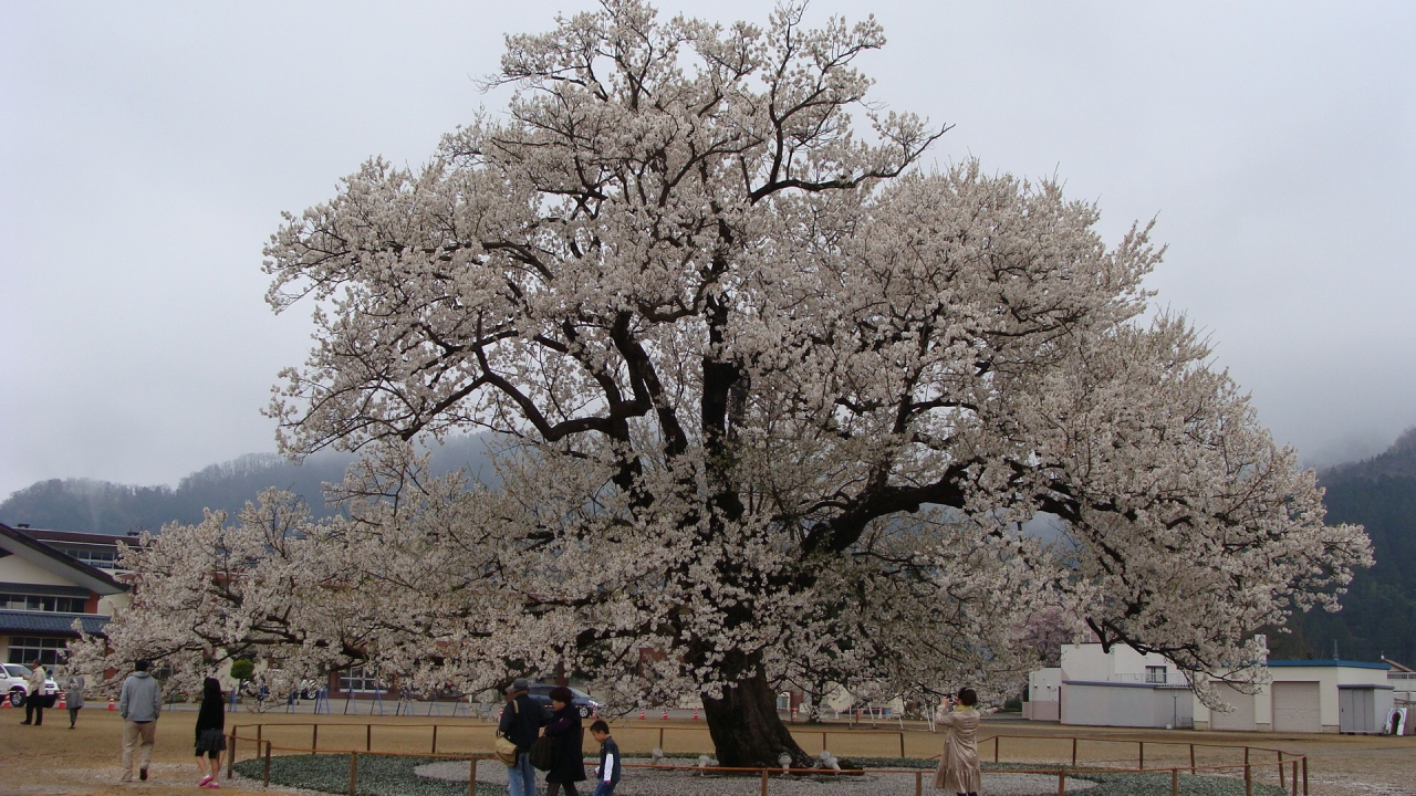 味真野小学校の桜 武生 鯖江 福井県 の旅行記 ブログ By Hn11さん フォートラベル 味真野小学校の桜 武生 鯖江 福井県 の旅行記 ブログ By Hn11さん フォートラベル