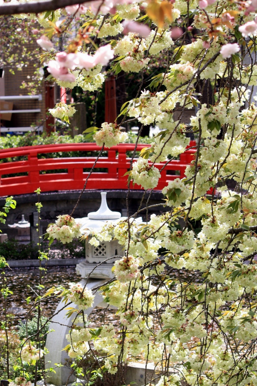 京都を歩く 54 隠れた桜の名所 鬱金桜咲く六孫王神社 京都駅周辺 京都 の旅行記 ブログ By ぺこにゃんさん フォートラベル