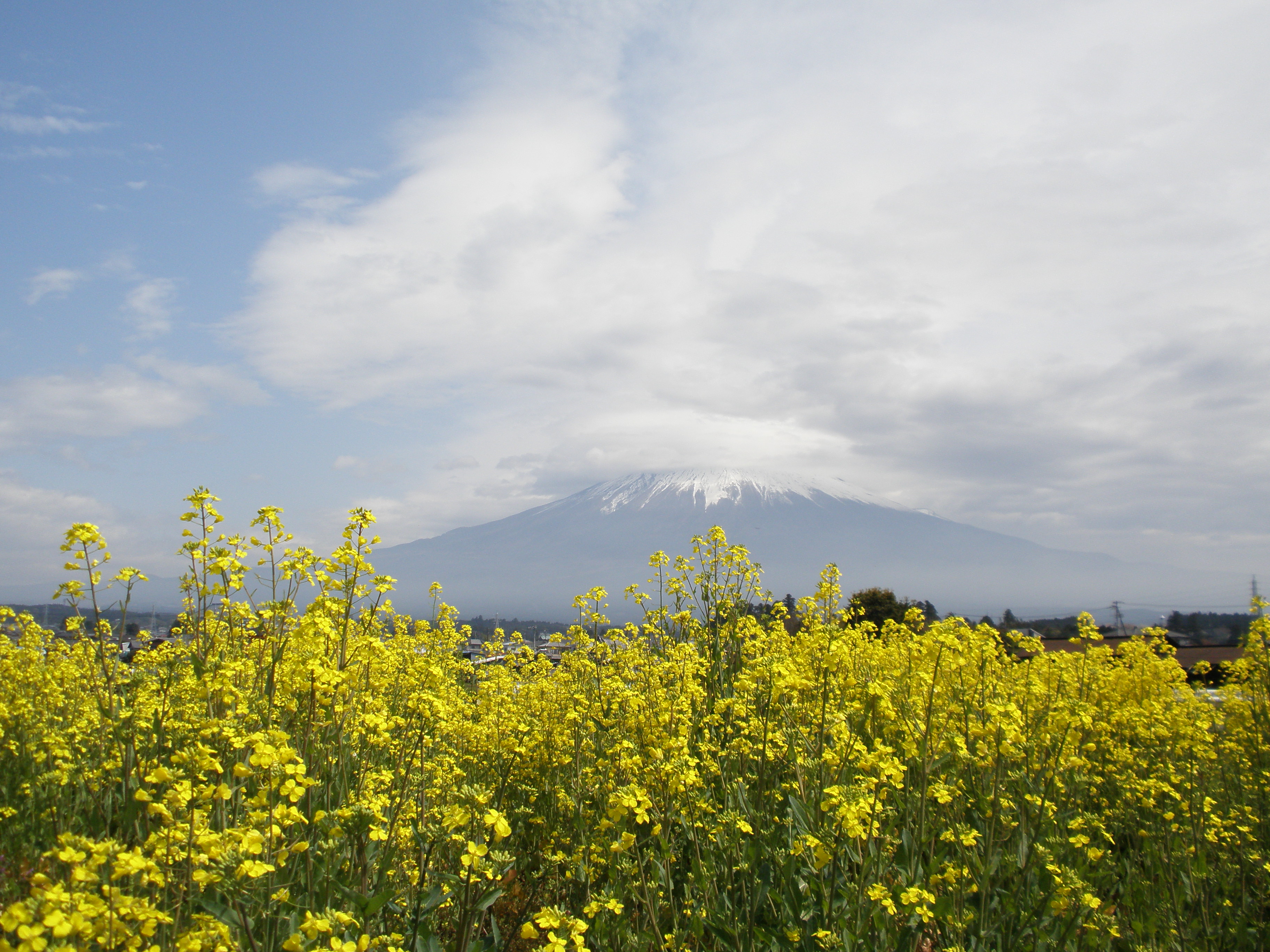 富士山を追いかけて その4 妙蓮寺 菜の花 朝霧高原 浅間大社 富士宮 静岡県 の旅行記 ブログ By 昭和生まれですさん フォートラベル