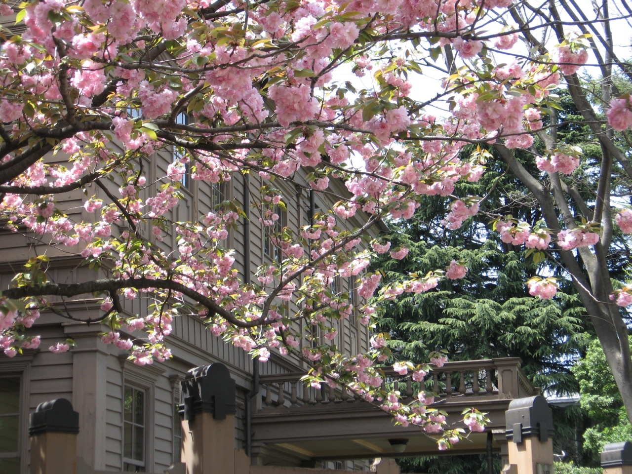 上野の八重桜 上野 御徒町 東京 の旅行記 ブログ By コクリコさん フォートラベル 上野の八重桜 上野 御徒町 東京 の旅行記 ブログ By コクリコさん フォートラベル