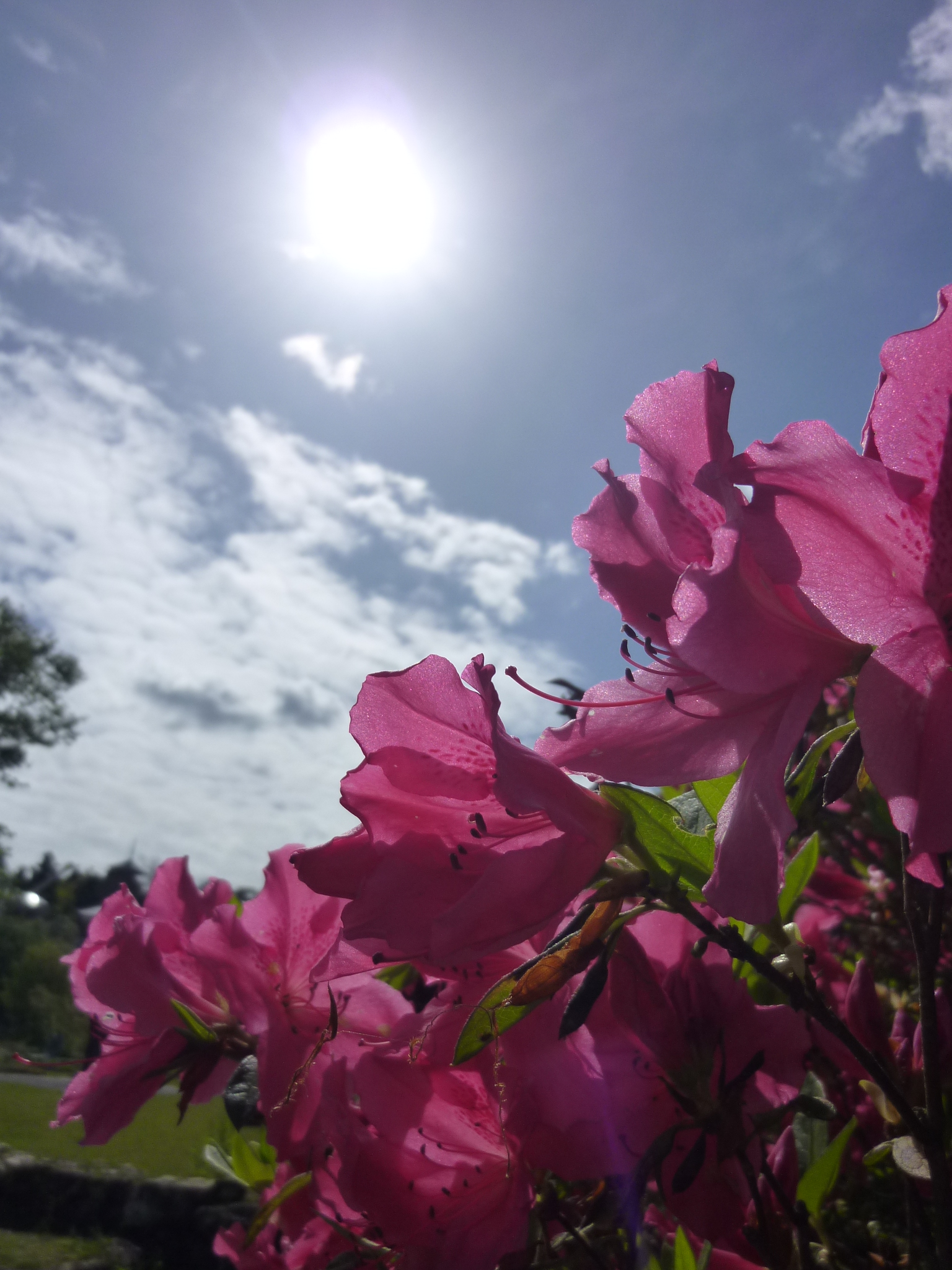 春から夏へ向かう４月の高知市五台山 高知県立牧野植物園 高知市 高知県 の旅行記 ブログ By Ntkj62さん フォートラベル