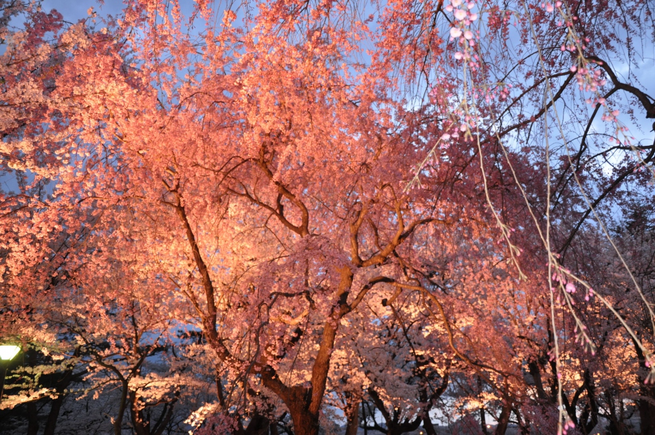 日本三大夜桜 高田城公園の夜桜 上越 直江津 新潟県 の旅行記 ブログ By Mr チャングムさん フォートラベル