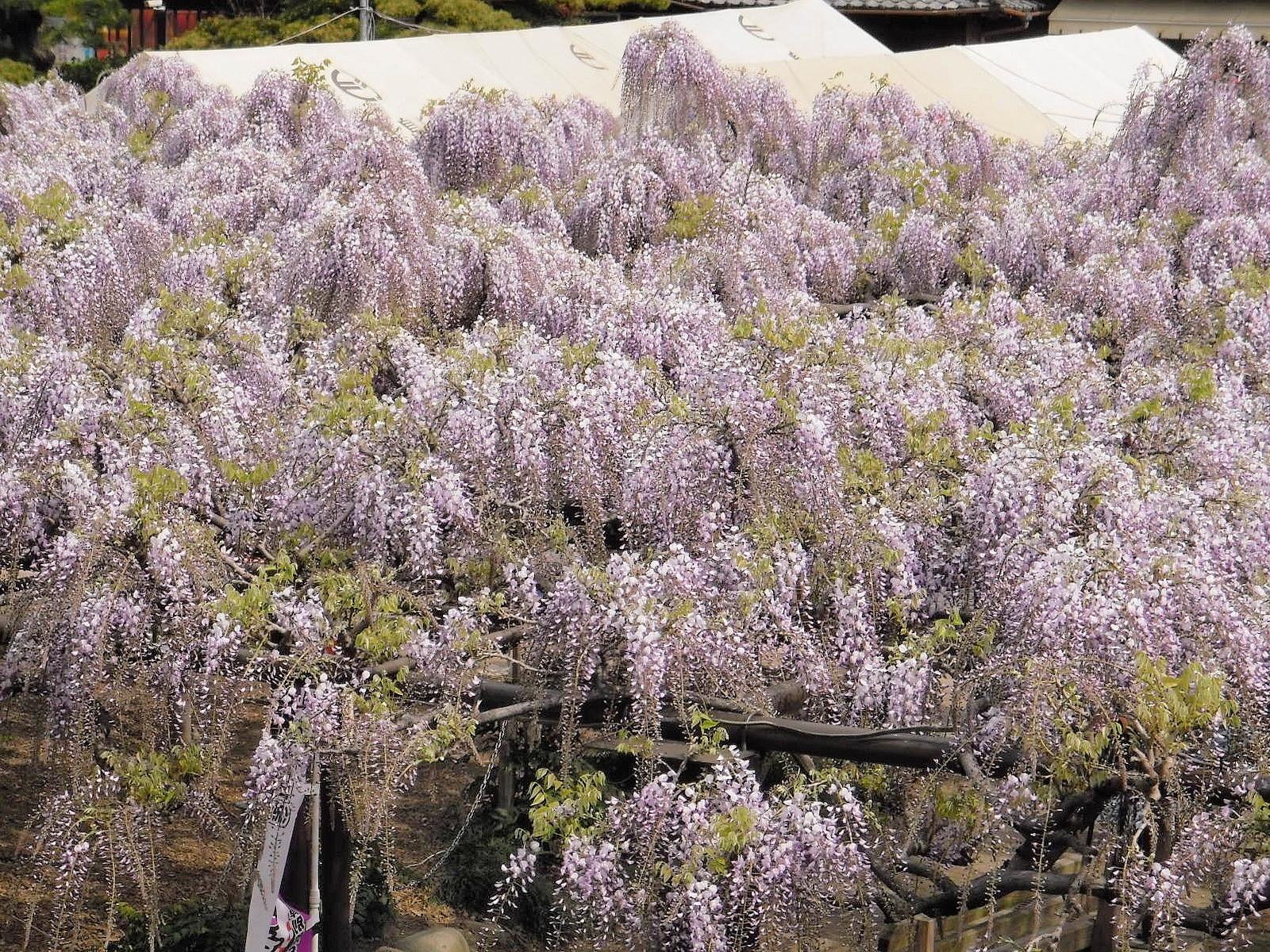 美濃竹鼻藤まつり 紫の藤の花 羽島 岐阜県 の旅行記 ブログ By たけしさん フォートラベル 美濃竹鼻藤まつり 紫の藤の花 羽島 岐阜県 の旅行記 ブログ By たけしさん フォートラベル