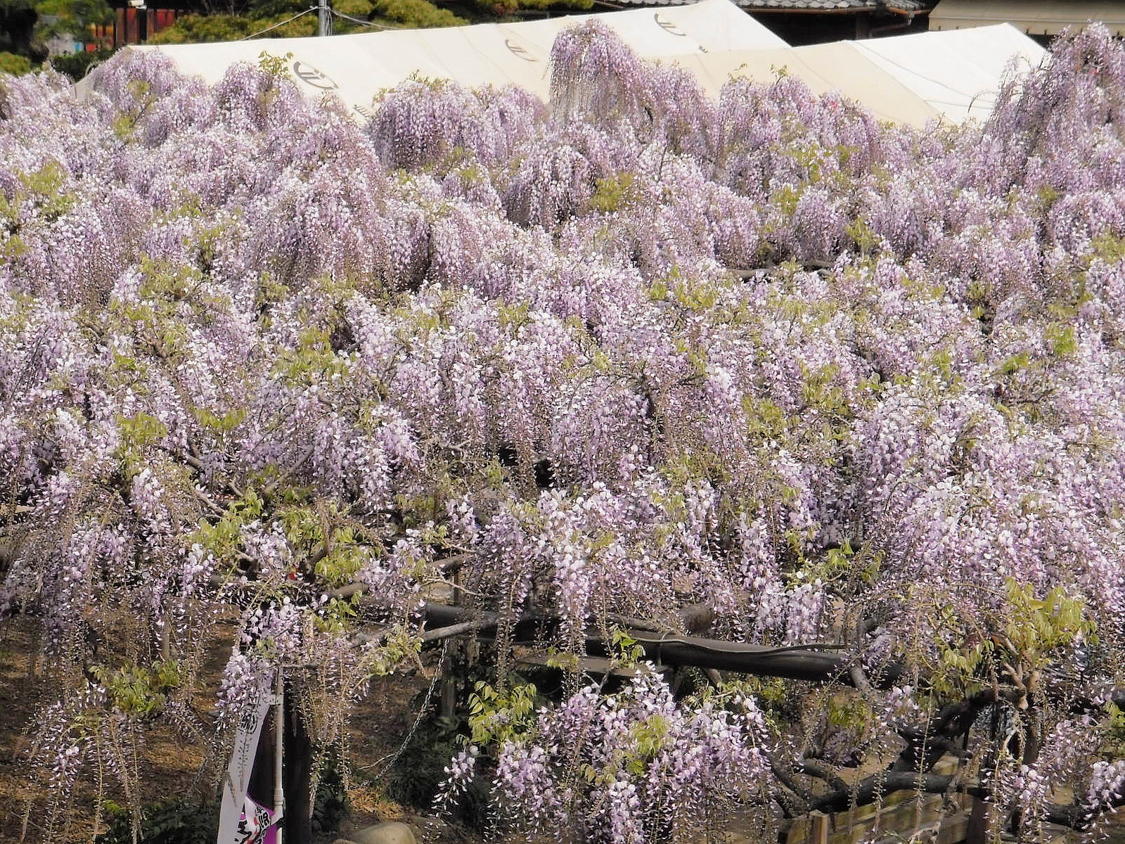 美濃竹鼻藤まつり 紫の藤の花 羽島 岐阜県 の旅行記 ブログ By たけしさん フォートラベル