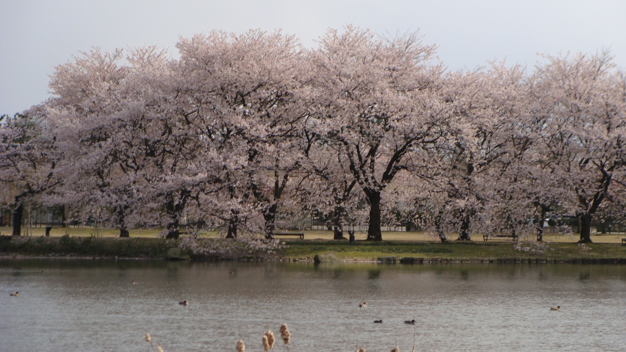 富山中央植物園 桜の花 富山市 富山県 の旅行記 ブログ By Hn11さん フォートラベル