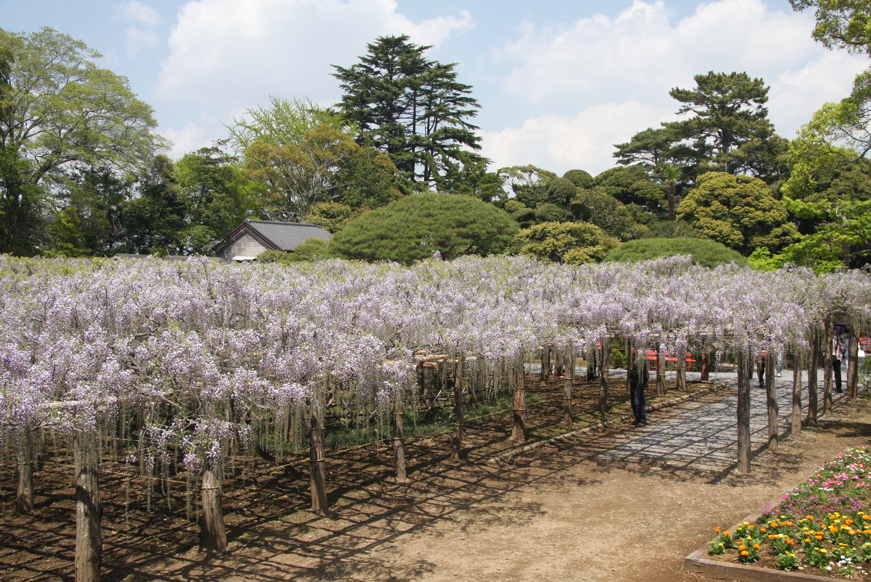 牛島の藤は酒粕育ち 岩槻 埼玉県 の旅行記 ブログ By Morino296さん フォートラベル