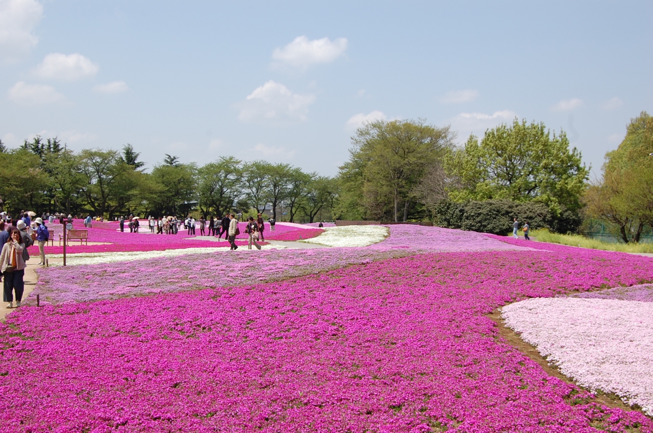 芝桜を訪ねて 野鳥の森ガーデン 茂林寺 ダークダックス館林音楽館 館林 群馬県 の旅行記 ブログ By Takeおじさん フォートラベル