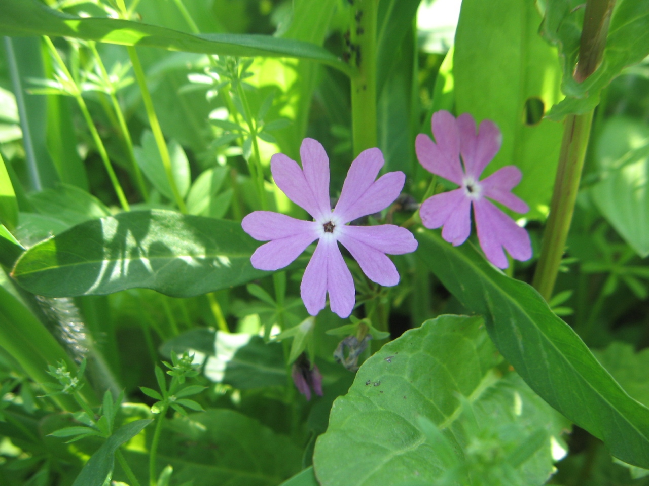 さくら草公園 秋ヶ瀬公園 桜草 他の草花 埼玉県の旅行記 ブログ By コクリコさん フォートラベル