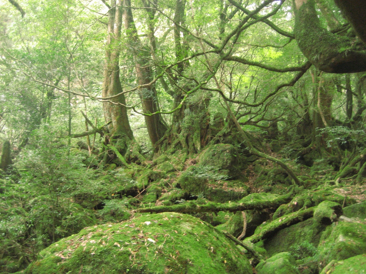 鹿児島 もののけの森 屋久島へ 屋久島 鹿児島県 の旅行記 ブログ By Kazu04さん フォートラベル