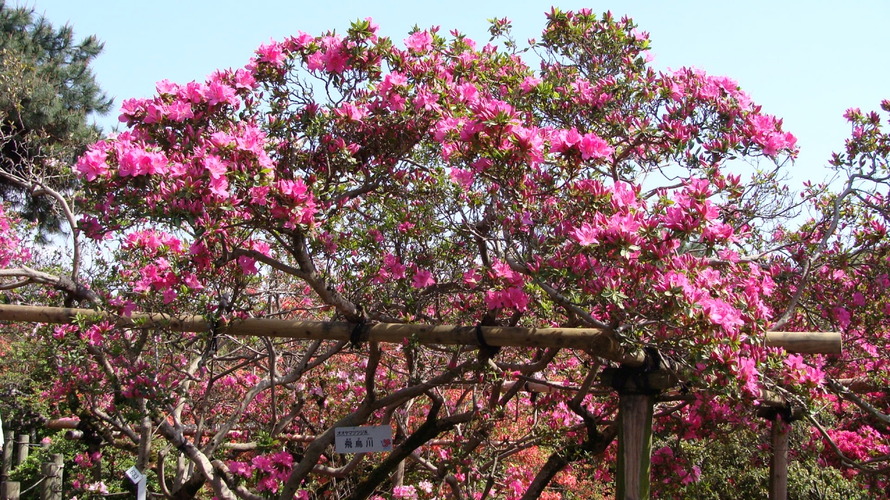 驚くばかりツツジ 種類 図鑑 最高の花の画像