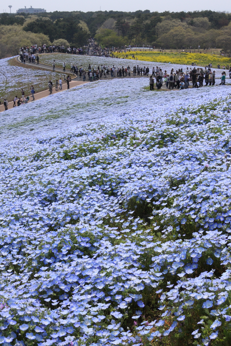 ひたち海浜公園のネモフィラ チューリップ 菜の花 10 ひたちなか 茨城県 の旅行記 ブログ By まもちんさん フォートラベル ひたち海浜公園のネモフィラ チューリップ 菜の花 10 ひたちなか 茨城県 の旅行記 ブログ By まもちんさん フォートラベル