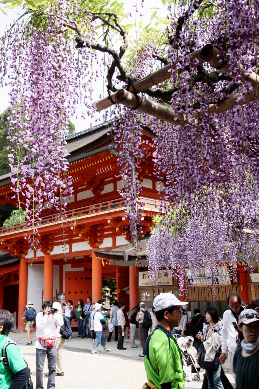 平城遷都１３００年祭 砂ずりの藤開花 春日大社 奈良市 奈良県 の旅行記 ブログ By みにくまさん フォートラベル