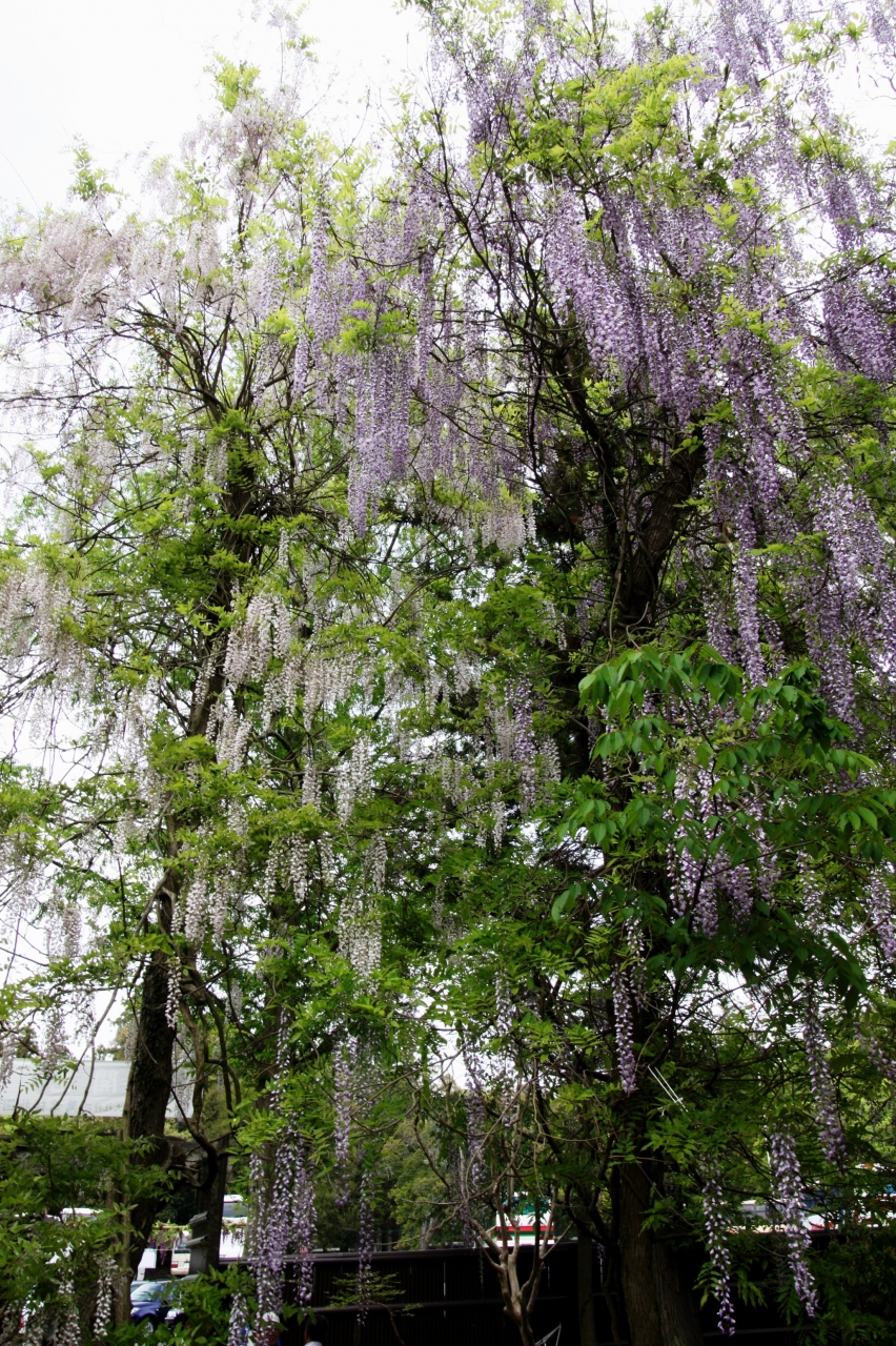 20品種 約200本の藤の名所 春日大社神苑 萬葉植物園 奈良市 奈良県 の旅行記 ブログ By みにくまさん フォートラベル 20品種 約200本の藤の名所 春日大社神苑 萬葉植物園 奈良市 奈良県 の旅行記 ブログ By みにくまさん フォートラベル
