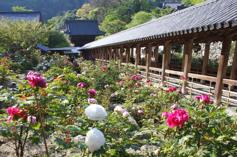 10 長谷寺の 牡丹 と室生寺の 石楠花 1 2長谷寺 桜井 三輪 山の辺の道 奈良県 の旅行記 ブログ By 旅仁さん フォートラベル