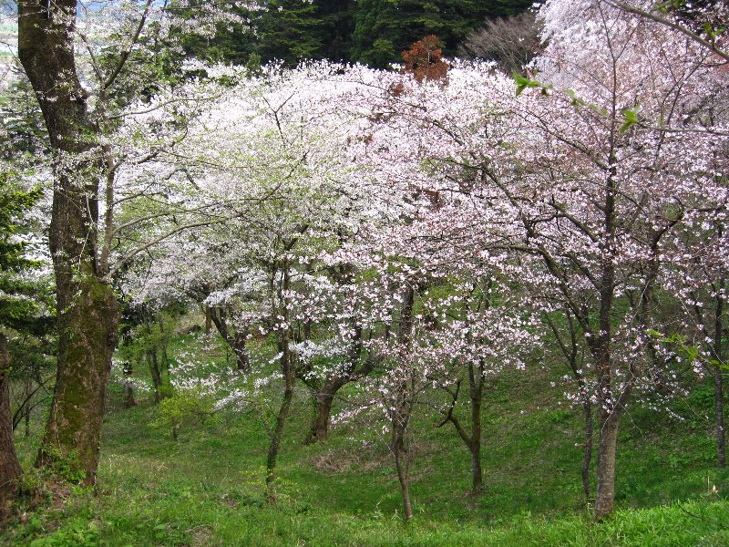 東北の桜を訪ねてドライブ旅 ２ 平泉 中尊寺金色堂 平泉 岩手県 の旅行記 ブログ By 五黄の寅さん フォートラベル
