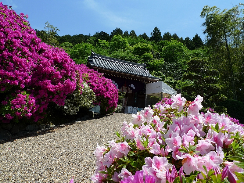 まさに花浄土 花の寺 船宿寺 御所 葛城 奈良県 の旅行記 ブログ By Canadianさん フォートラベル