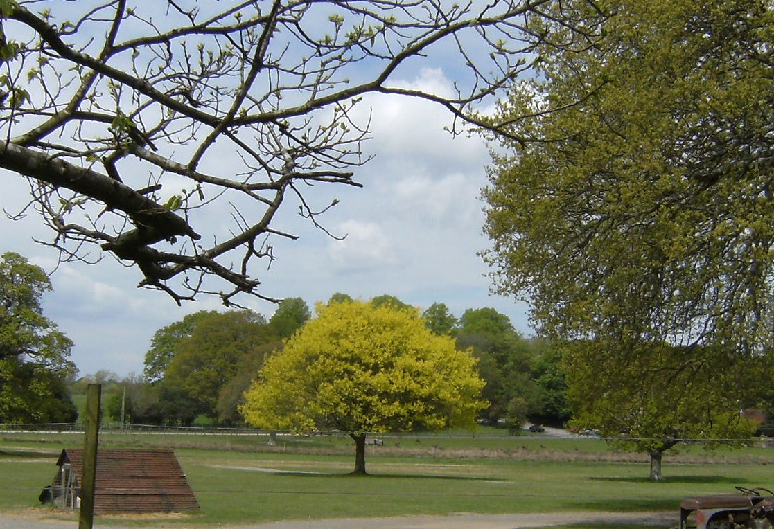 還暦旅 ニューフォレスト国立公園の村 イングランド イギリス の旅行記 ブログ By 青山蒼渓さん フォートラベル