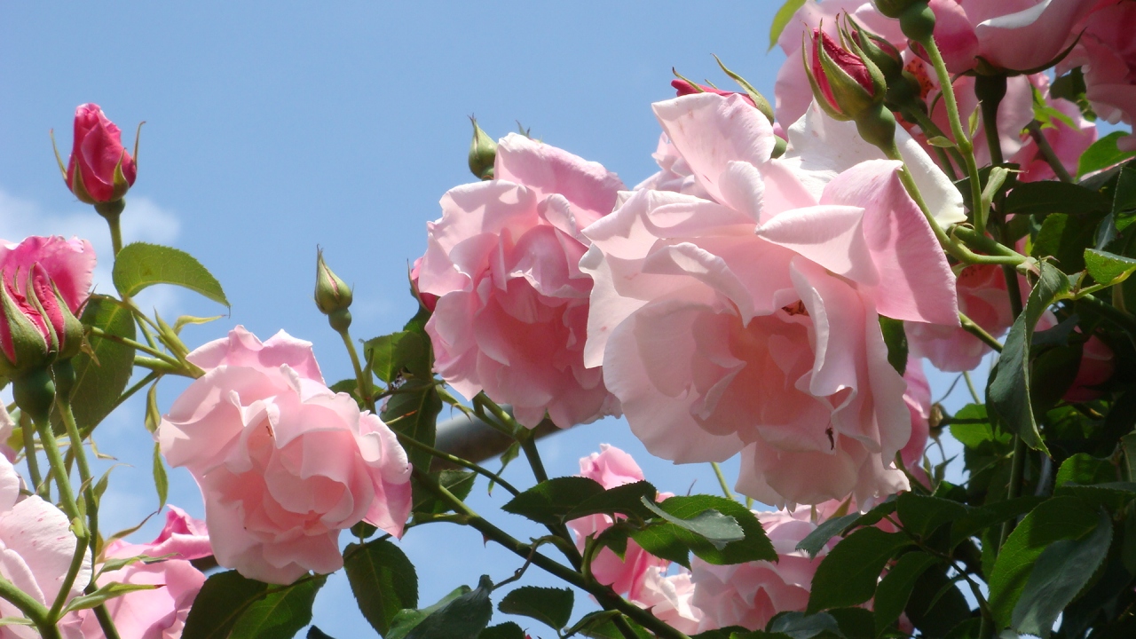 エル ローザへバラの花を見に行く 沼津 静岡県 の旅行記 ブログ By Hn11さん フォートラベル