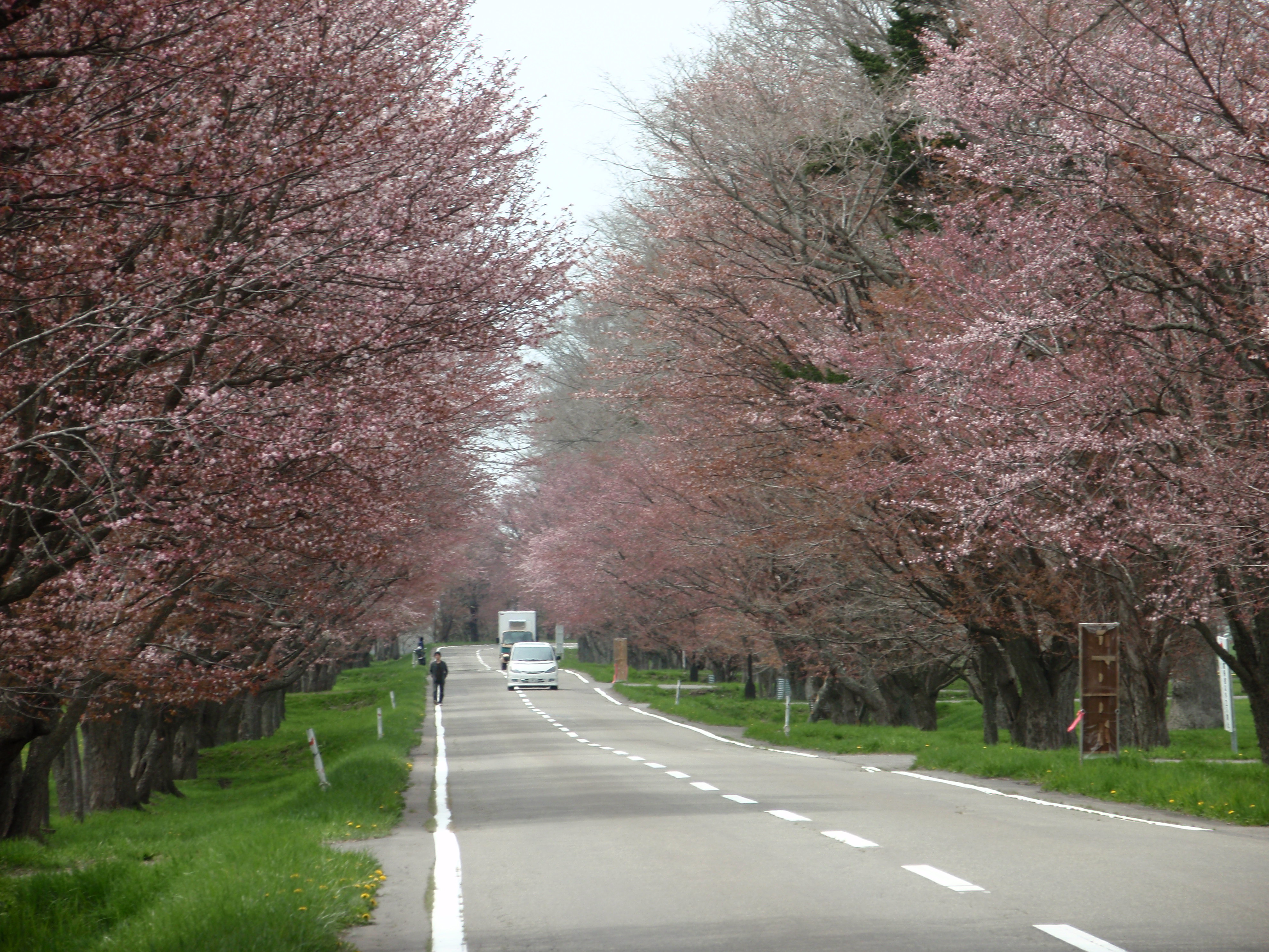 『桜咲く日高優駿浪漫街道』北海道の旅行記・ブログ by きまっち☆1ゴウさん【フォートラベル】