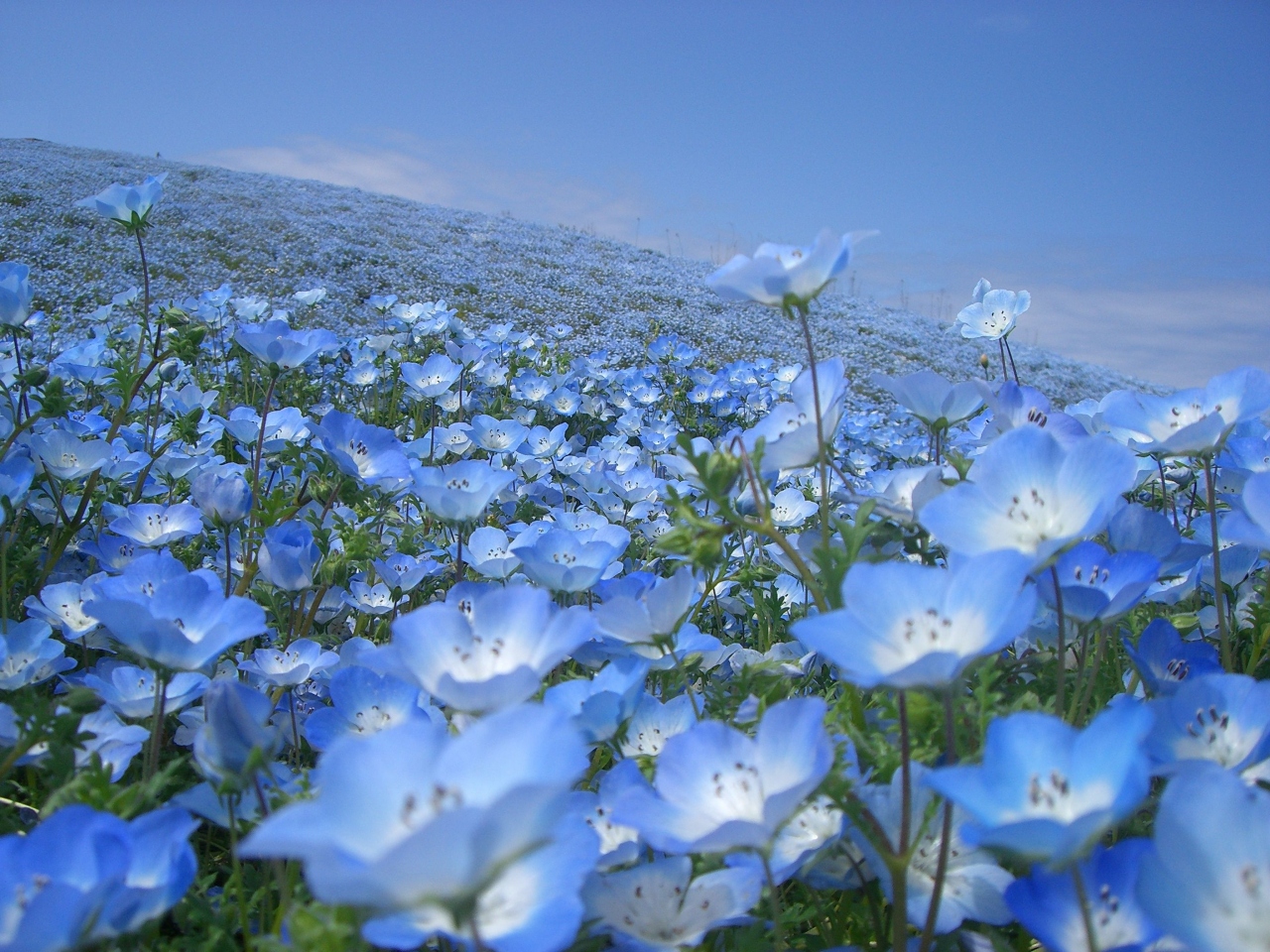 日帰りで茨城満喫 国営ひたち海浜公園 偕楽園 茨城県の旅行記 ブログ By 紺碧の旅人さん フォートラベル 日帰りで茨城満喫 国営ひたち海浜公園 偕楽園 茨城県の旅行記 ブログ By 紺碧の旅人さん フォートラベル