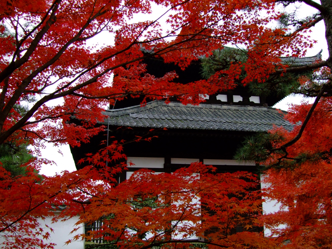 07京都 紅葉三昧 東福寺 宇治 二条城 伏見稲荷 宇治 京都 の旅行記 ブログ By やっピーさん フォートラベル