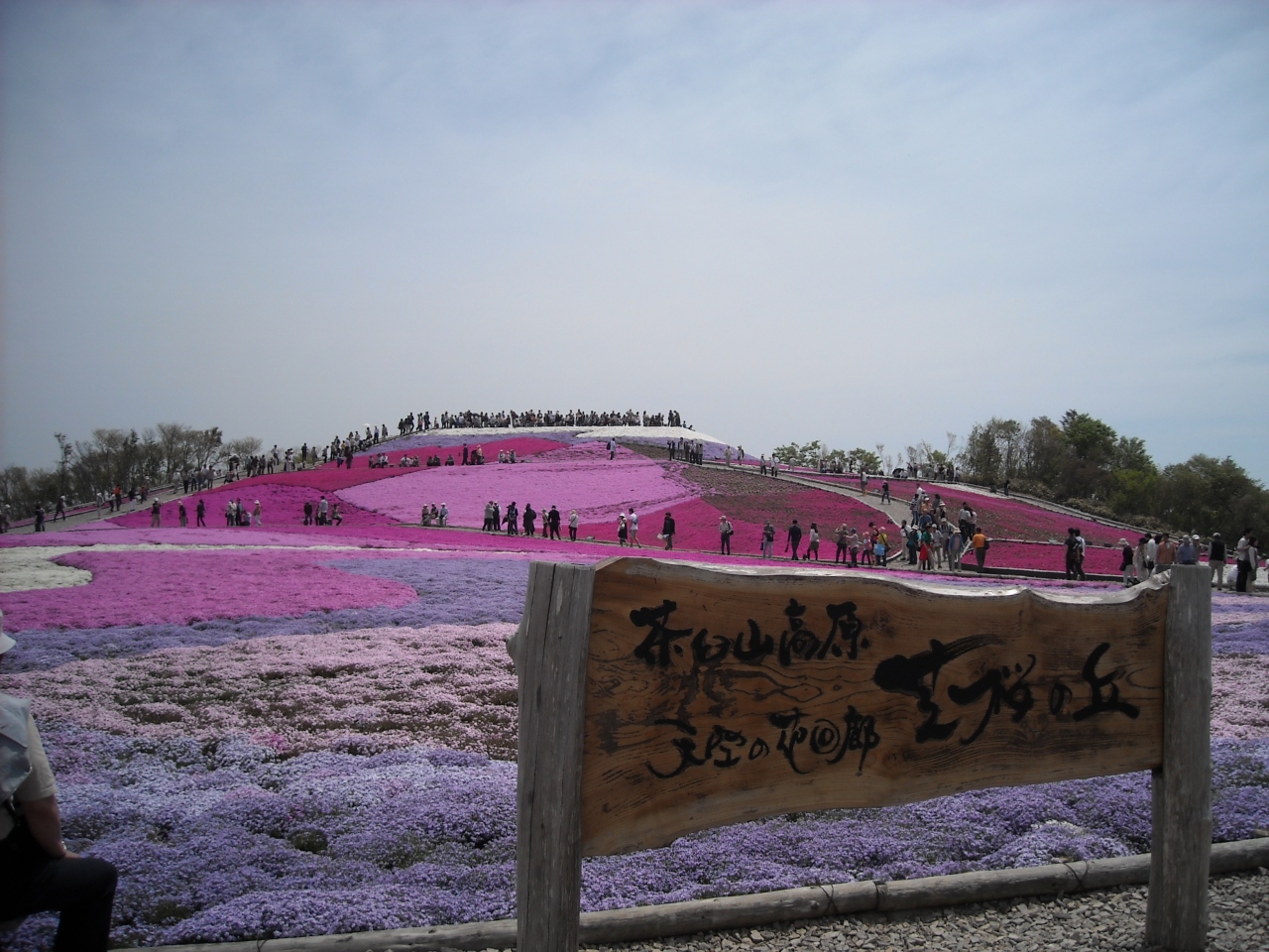 愛知県の一番高所の花畑 茶臼山高原芝桜 設楽 東栄 愛知県 の旅行記 ブログ By さや犬さん フォートラベル