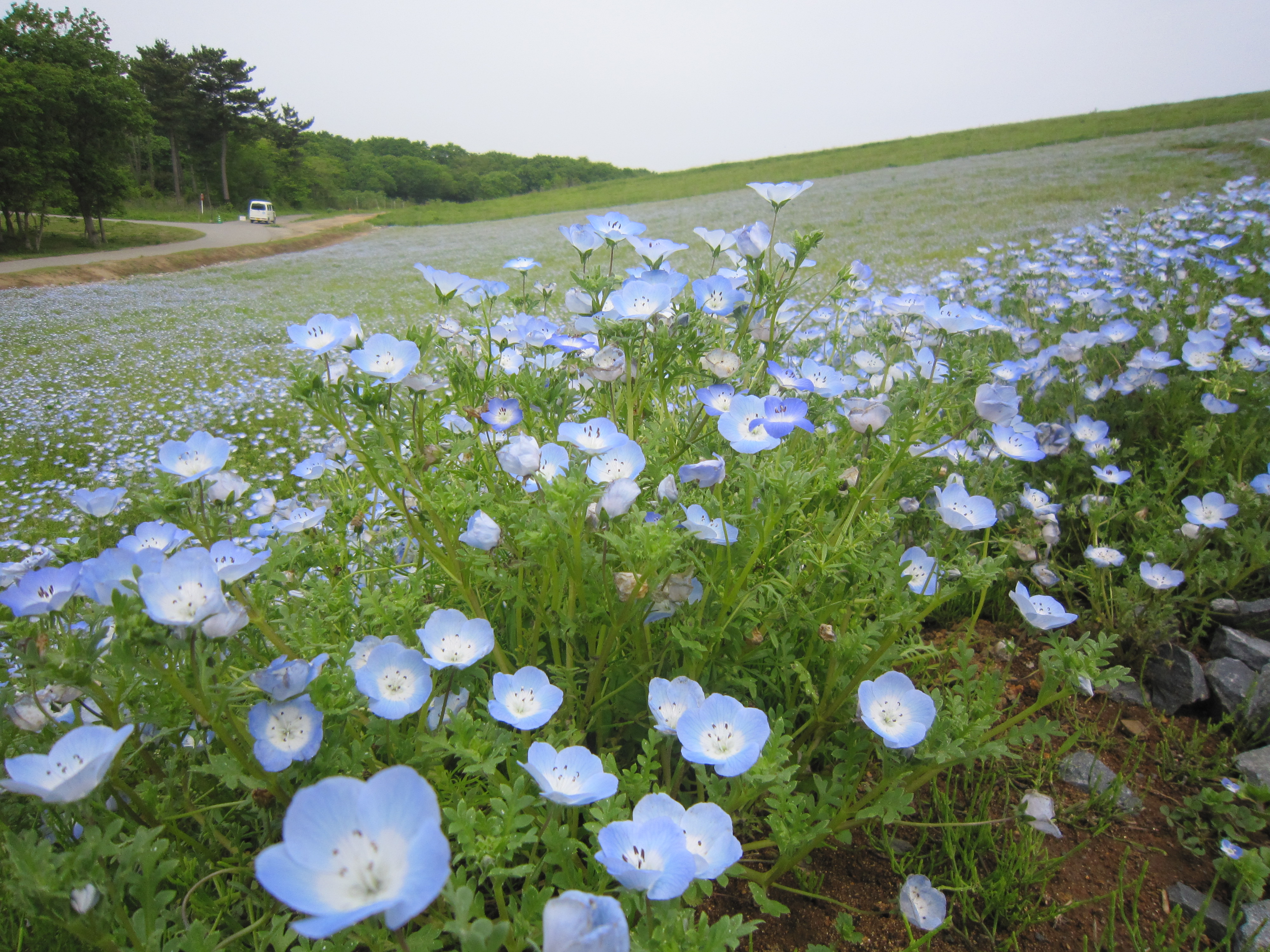 日帰り茨城 見頃の過ぎたネモフィラと那珂湊と大洗 ひたち海浜公園編 ひたちなか 茨城県 の旅行記 ブログ By Amachibiさん フォートラベル