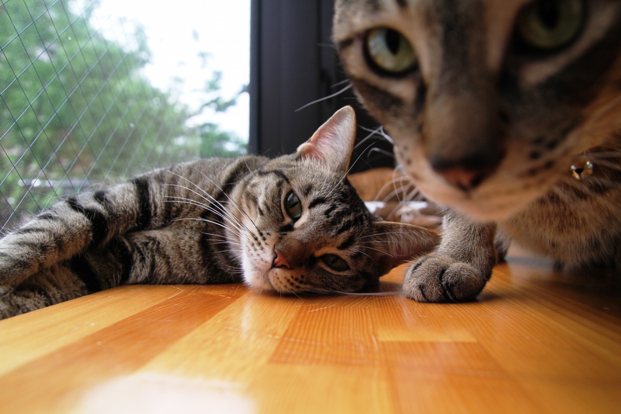 にゃんこと戯れる癒しの空間 猫カフェ ねこ会議 二条 烏丸 河原町 京都 の旅行記 ブログ By みにくまさん フォートラベル
