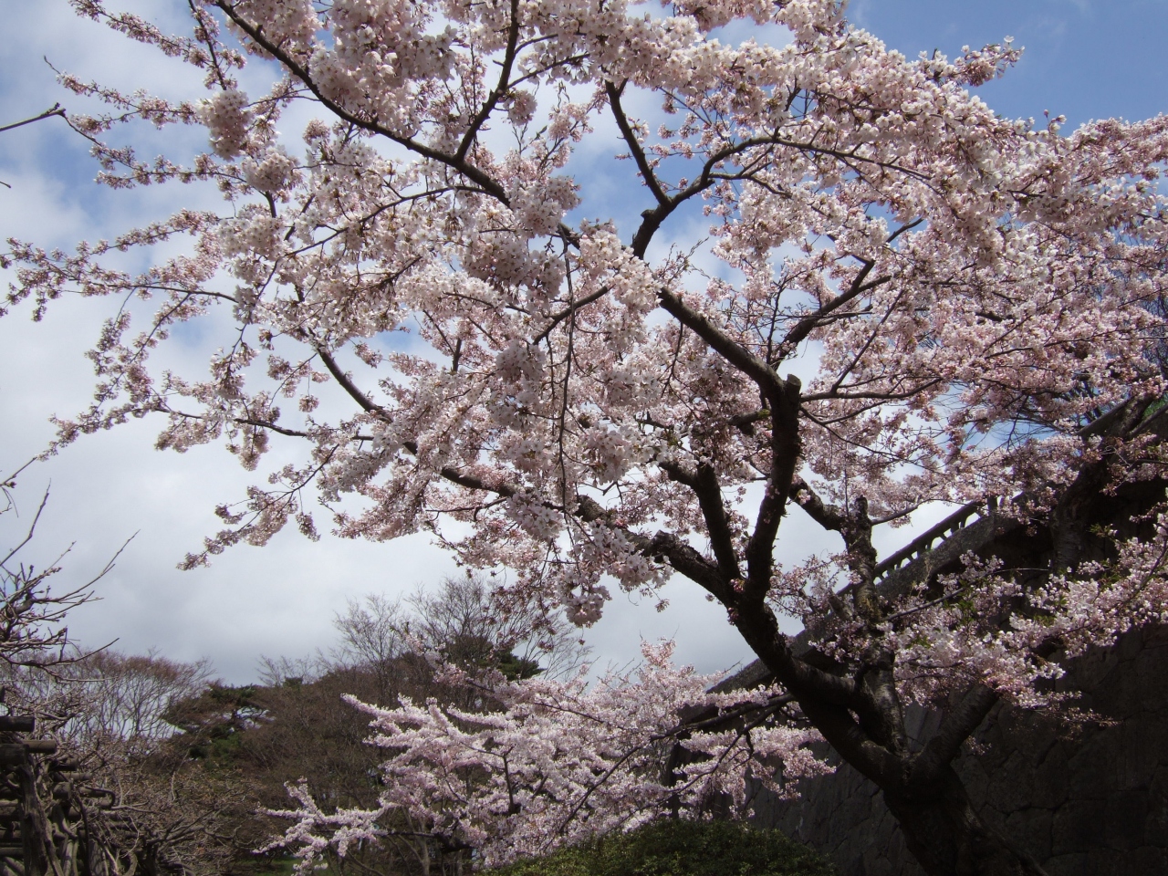 五稜郭の桜と函館市内観光 大沼公園周辺散策 1日目 函館 北海道 の旅行記 ブログ By Ayainuさん フォートラベル 五稜郭の桜と函館市内観光 大沼公園周辺散策 1日目 函館 北海道 の旅行記 ブログ By Ayainuさん フォートラベル
