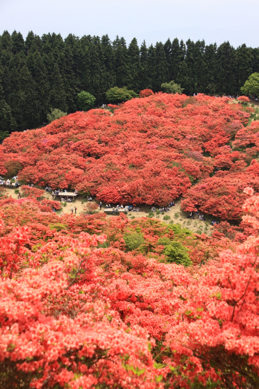 真っ赤に染まる葛城高原 一目百万本 ツツジの絶景 奈良県 御所 葛城 奈良県 の旅行記 ブログ By Bigwellさん フォートラベル